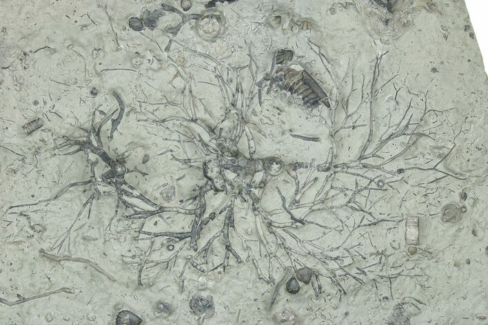 Plate w/ Crinoid Holdfasts, Bryozoans & Trilobites Parts- Indiana #325760